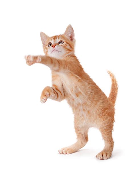 Cat Swatting Stock Photos Pictures And Royalty Free Images Istock