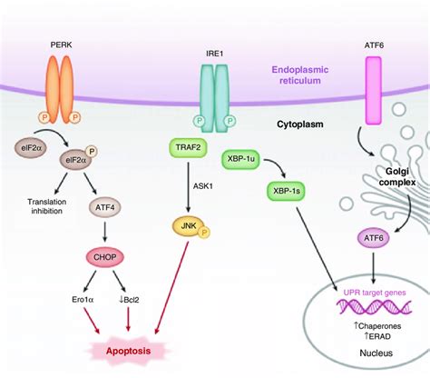 1 Diagram Illustrated Endoplasmic Reticulum Er Stress Accumulated Of