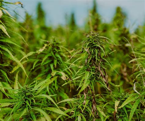 Califórnia elimina imposto sobre cultivo de cannabis