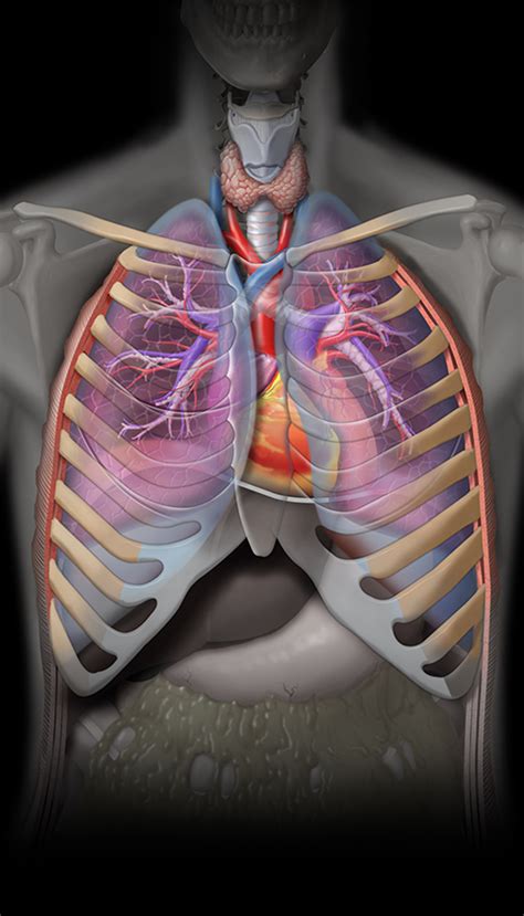 Structures Of The Chest
