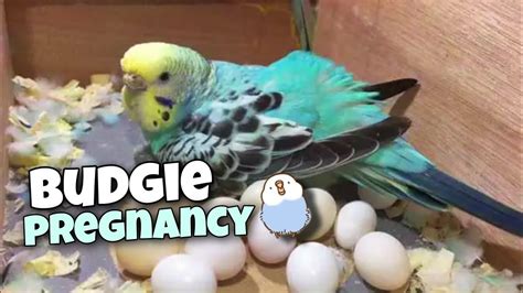 6 Signs That Your Budgie Is Going To Lay 𝖾𝗀𝗀𝗌 Youtube