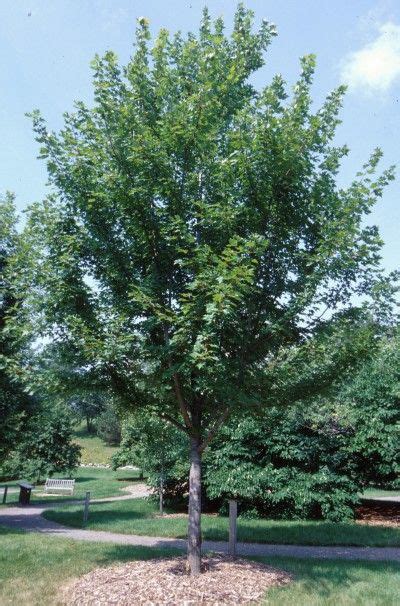 This promotes good air circulation and reduces fungal growth and rot. Autumn Blaze Maple Summer Color Height: 50-60' Spread: 40 ...