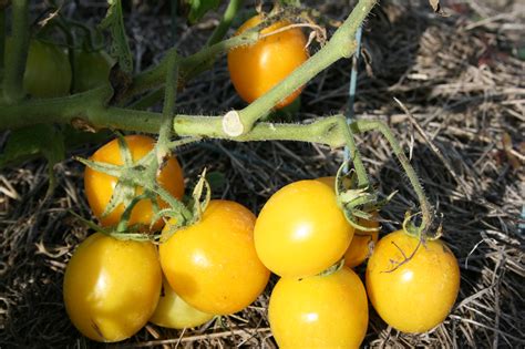 How To Grow Tomatoes An Easy Gardening Guide For Gardening Beginners