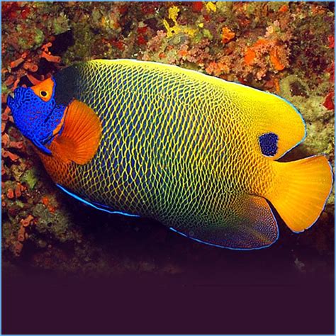 Blue Face Angelfish Petes Aquariums And Fish