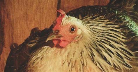 13 Common Chicken Diseases Every Chicken Keeper Should Know About And