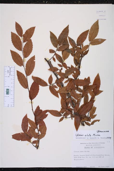 Ulmus Alata Species Page Isb Atlas Of Florida Plants