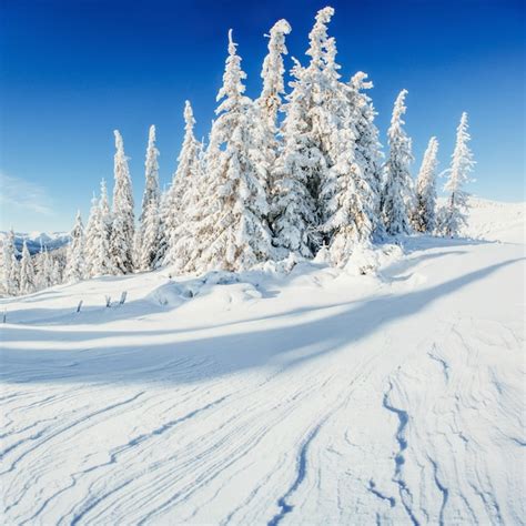 Premium Photo Winter Landscape Trees Snowbound