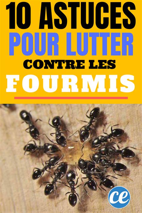 10 Astuces Naturelles Pour éliminer Les Fourmis à La Maison Ou Au