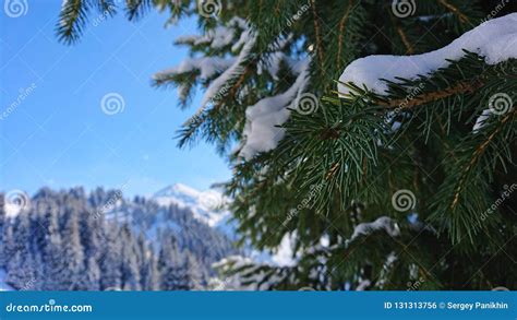 Macro Photography Coniferous Trees Under Snow Snowy Mountain Blue Sky