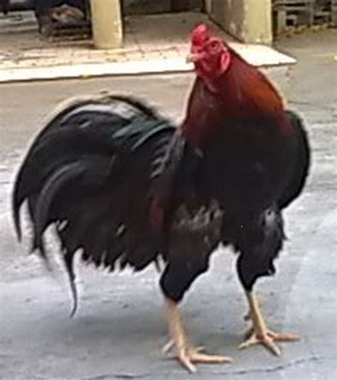 Want to discover art related to satsumadori? Gallina Satsumadori :: Lagranjitadealvarete