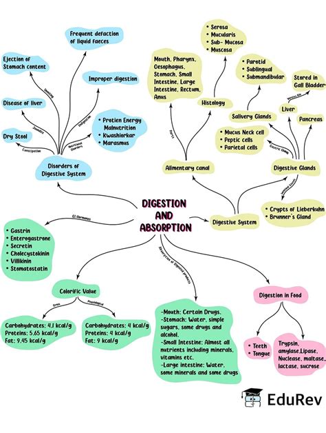 Mind Map Digestion And Absorption Old Ncert Biology Class 11