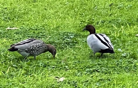 Map Australian Wood Ducks