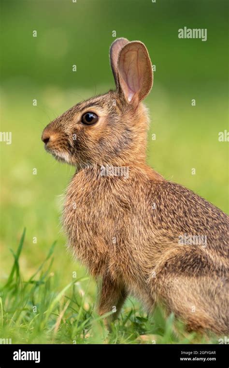 Young Eastern Cottontail Rabbit Sylvilagus Floridanus Closeup In