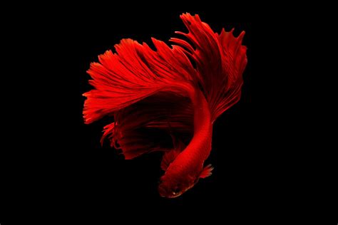 Red Betta Fish · Free Stock Photo