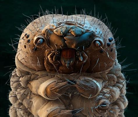 A Maggots Face As Seen Through A Scanning Electron Microscope