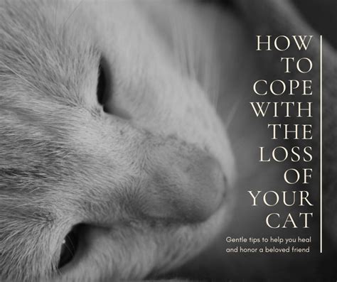 When Your Cat Dies Gentle Tips To Heal Your Grieving Heart Pethelpful