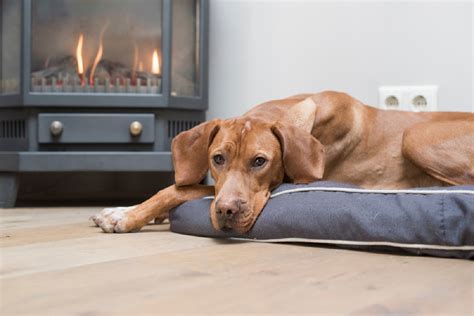Dog Burns And Scalds A Helpful Guide Canna Pet