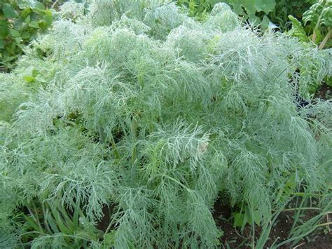 This can be either a garden bed or in a container. Vermont Food and Garden: Growing Dill, Thinking of Pickles