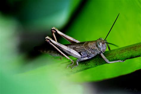 Hedge Grasshopper Valanga Irregularis Valanga Irregulari Flickr