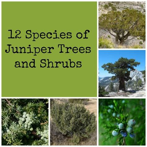 Juniper Tree Types