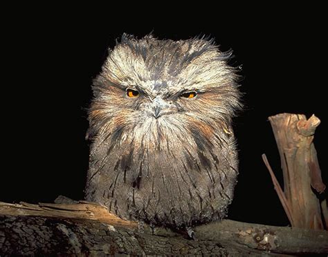 Australian Tawny Frogmouth Bird Facts And Cute Images Reckon Talk