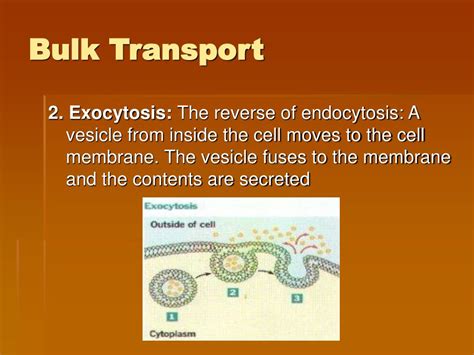 Ppt The Cell Membrane Powerpoint Presentation Free Download Id6216251
