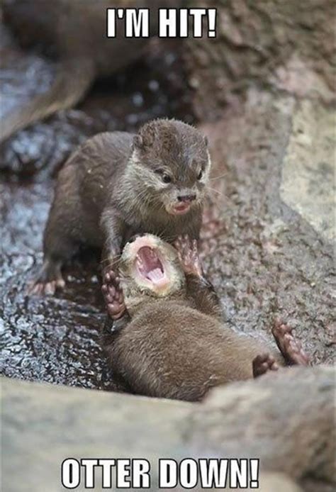 21 Funny Pictures Of Otters Funnyotters Funnyanimals Funnyanimalpics