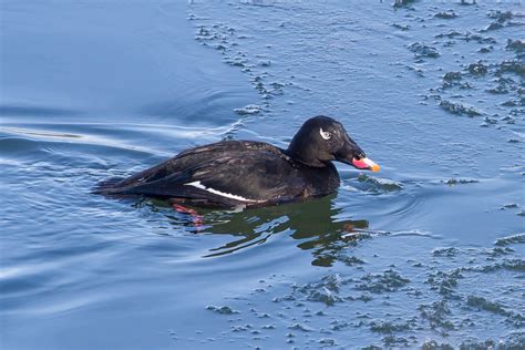 White Winged Scoter Male Paul Roedding Photography
