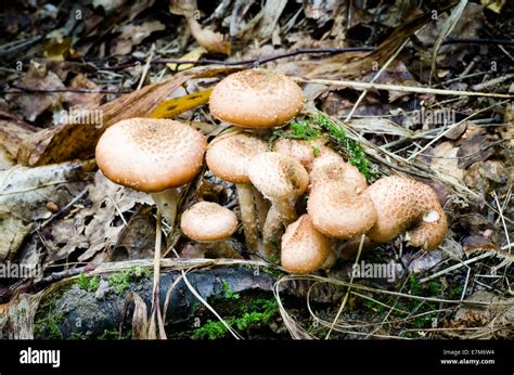 Honey Fungus Armillaria Ostoyae In Forest Stock Photo Alamy