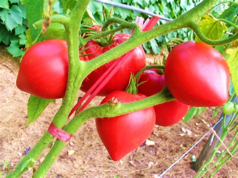 Tomato Oxheart Seed My Plant Warehouse Indoor Plants Warehouse