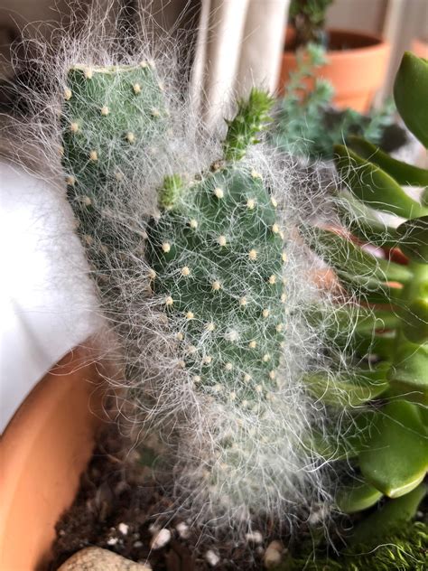 Why Is My Cactus So Fuzzy Read Comments Rsucculents