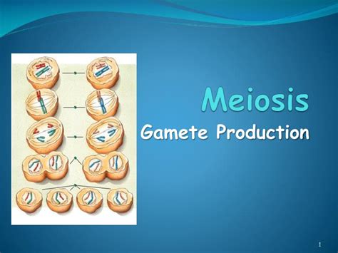 Ppt Meiosis Powerpoint Presentation Free Download Id6693079
