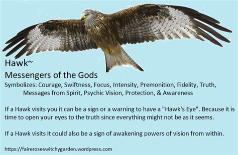 Hawk Symbolism Meaning Artofit