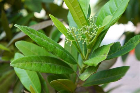 10 seeds pimenta dioica allspice seeds jamaican pepper spice ornamental container plant