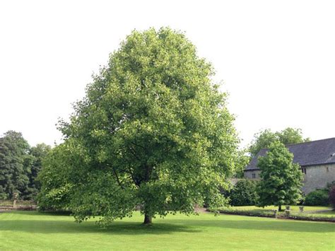 Indianas State Tree Is A Popular Landscape Choice Indiana Yard And
