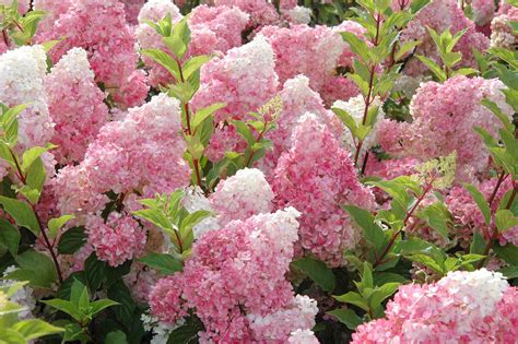 How To Choose The Best Hydrangea Varieties For Your Garden Better