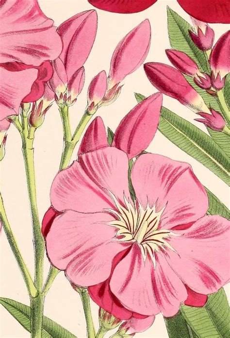 Flowers 34380 047 Nerium Oleander Vintage Printable Etsy Nerium