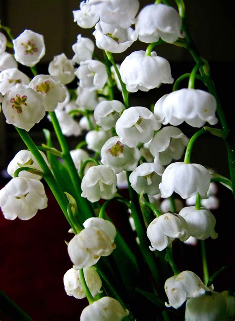 Check spelling or type a new query. Photos by Stan: Lilies of the Valley Today's Flowers
