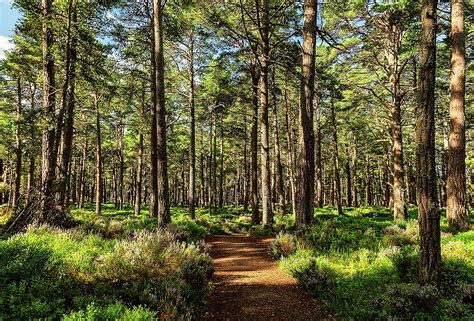 Sunny Path In The Abernethy Forest Cairngorms National Park Scotland