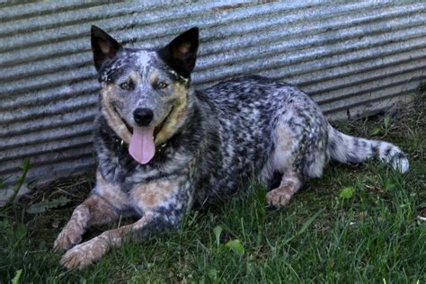 Use the search tool below and browse adoptable. AKC Registered Australian Cattle Dog Pups