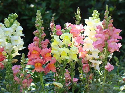 How To Grow Snapdragon Flowers A Guide To Growing