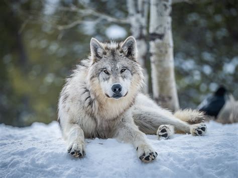 Flickriver Photoset Montana Wolves Grey Wolf Wolfpack Fuji Gfx100