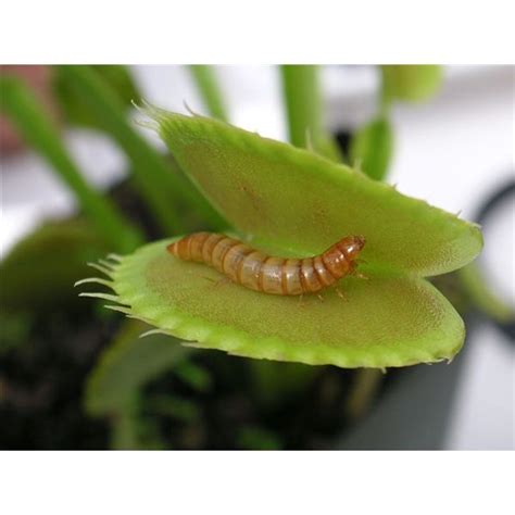 Check spelling or type a new query. 10 Examples of Autotrophs: Plants, Algae, and Bacteria