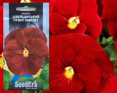 Viola Swiss Giant Scarlet Fresh Seeds De Alta Calidad De Etsy
