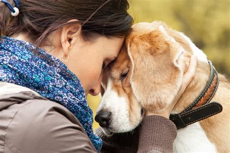 Do Dogs Know When A Person Is Grieving Cuteness