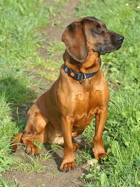 Hd Wallpaper Redbone Coonhound Sitting On Grassfield Dog Animals