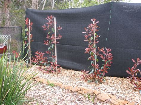 Planting A Hedge Photinia Red Robin Photinia Red Robin Hedges Red