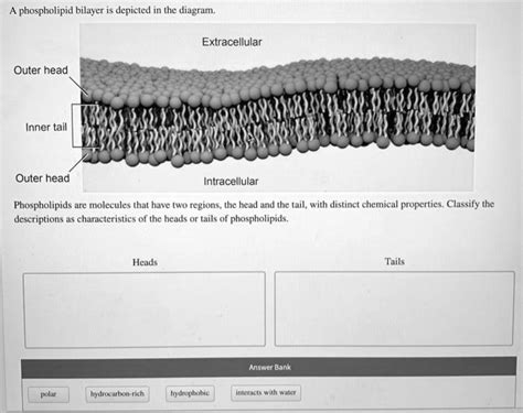 Solved Phospholipid Bilayer Is Depicted In The Diagram Extracellular