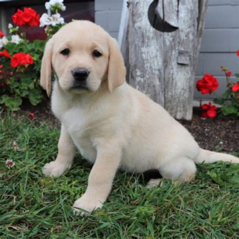 We need donations to get dogs and puppies basic vetting and supplies. Labrador Retriever puppy dog for sale in NORTH CANTON, Ohio