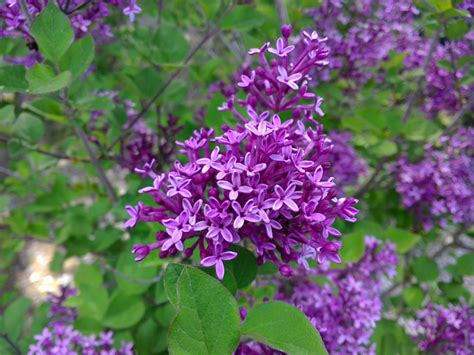 Lilac Bloomerang Dark Purple